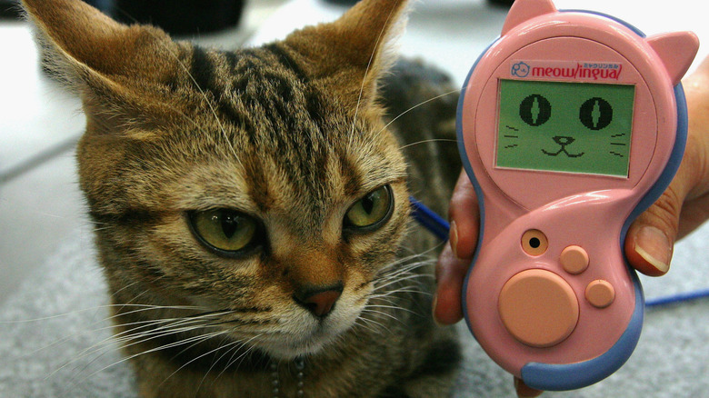 A prototype of Toymaker Takara Co.'s "Meowlingual"
