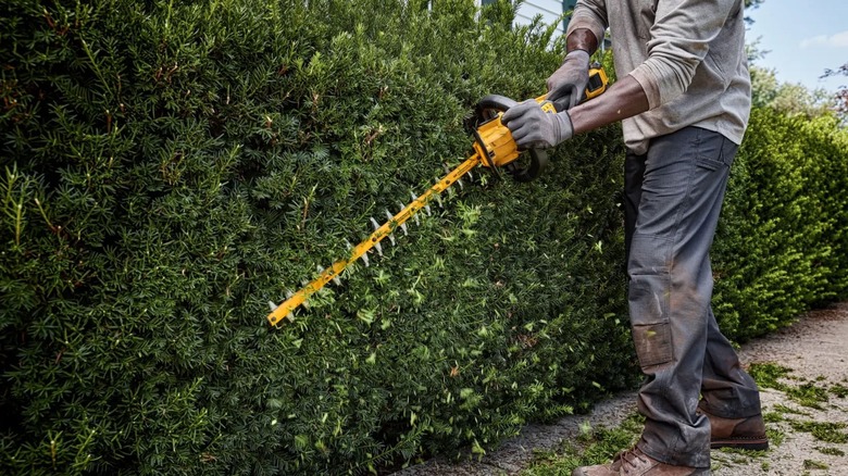 Man using DeWalt DCHT870B Hedge Trimmer