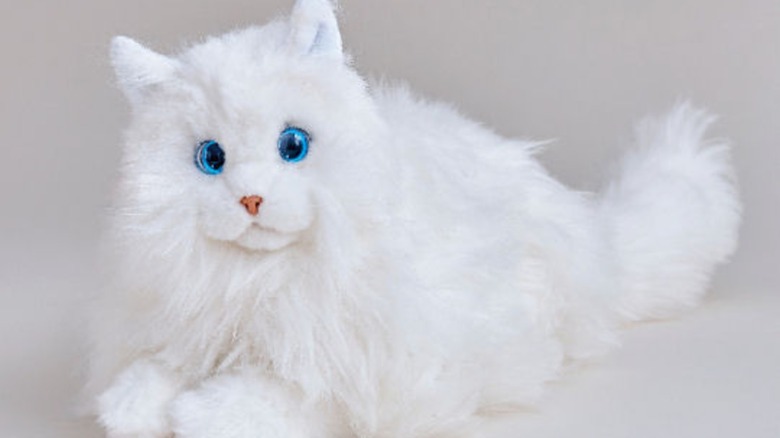 A Kimit Robot Ragdoll Cat sitting on a white surface