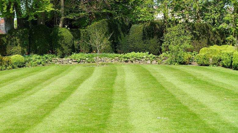 Green lawn with fresh lawnmower lines