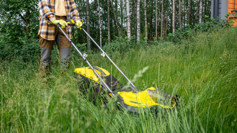 Mowing tall grass with push mower.