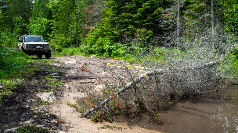 2022 Ford Bronco Everglades winching fallen tree