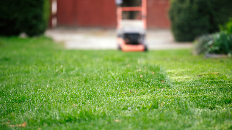 A person mowing a lawn with the focus on the grass