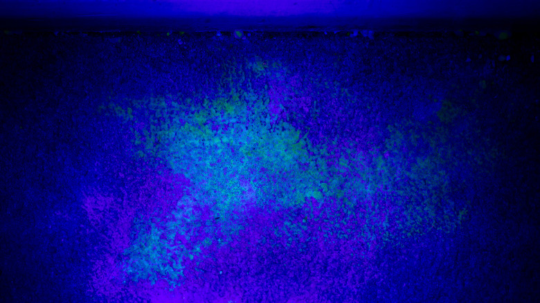 Yellow stains on a carpet visible under ultraviolet light