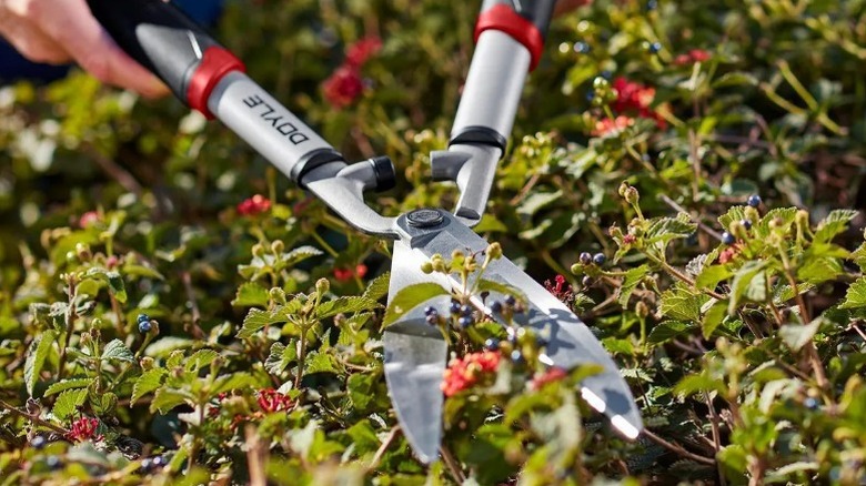 Person cutting hedges with Doyle 24 ½-inch Forged Steel Hedge Shears