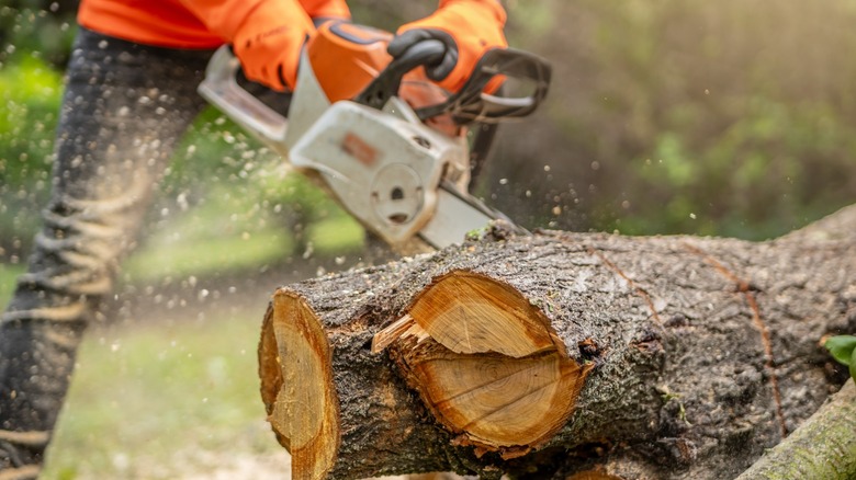 A chainsaw cutting through a large log.