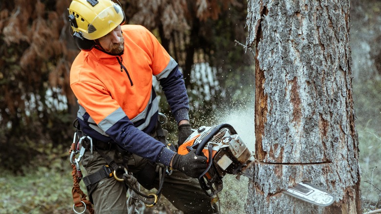 A professional forester wearing protective gear while operating a chainsaw.