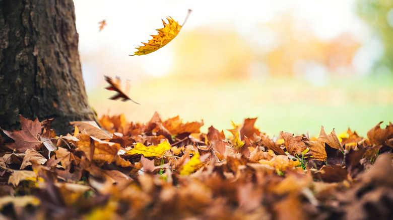 Close-up of a pile of leaves against a tree trunk with more leaves falling from the tree in fall