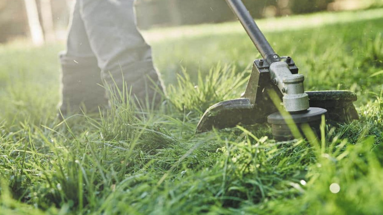 A closeup of a string trimmer on grass.