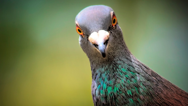 pigeon looking at camera