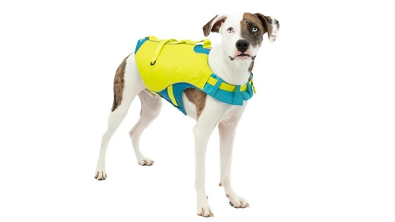 A dog wearing a yellow and green Kurgo Surf N Turf Dog Life Jacket against a white background.