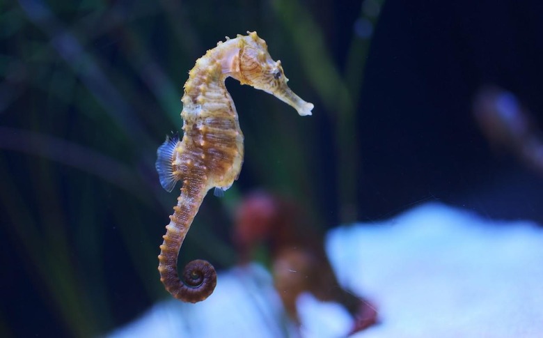 Seahorse