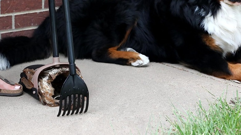 A person using the Arm and Hammer pickup bucket and rake next to a dog