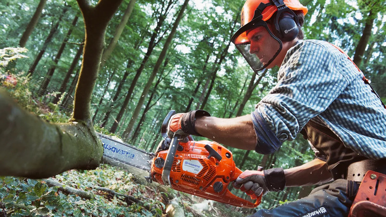 A worker wearing a helmet, face guard, and noise-canceling earmuffs while using a Husqvarna 555 chainsaw on a fallen tree in a forest