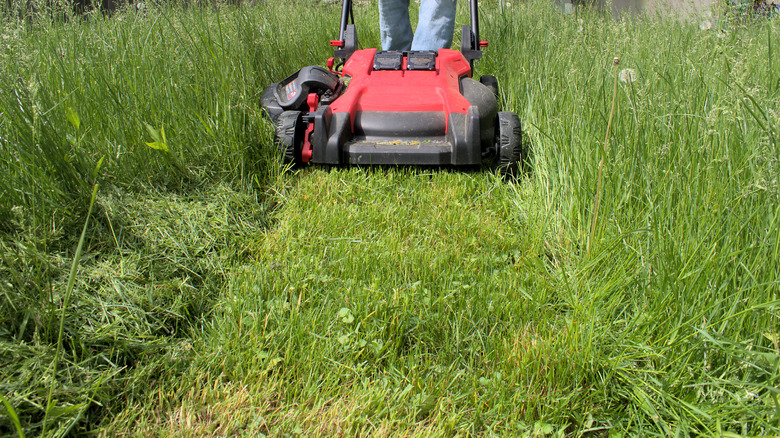 A mower mowing a long patch of grass.