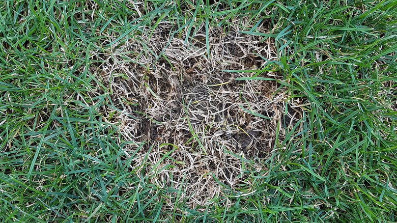 A lawn with a spot of fungal infection.