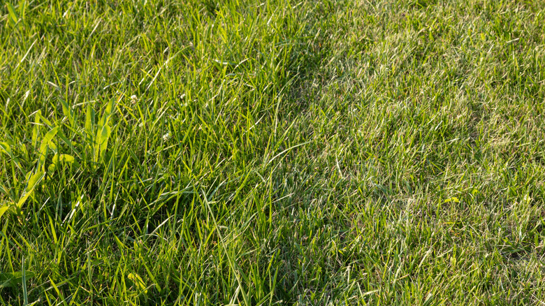 A lawn half-trimmed and half-overgrown.