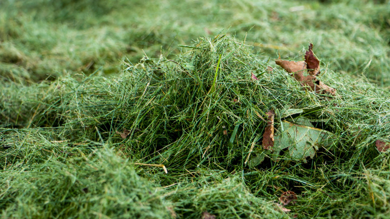 A pile of cut grass on a lawn.