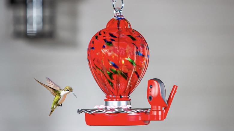 The Evergreen Solar Smart Hummingbird Feeder hanging outside with a hummingbird hovering nearby
