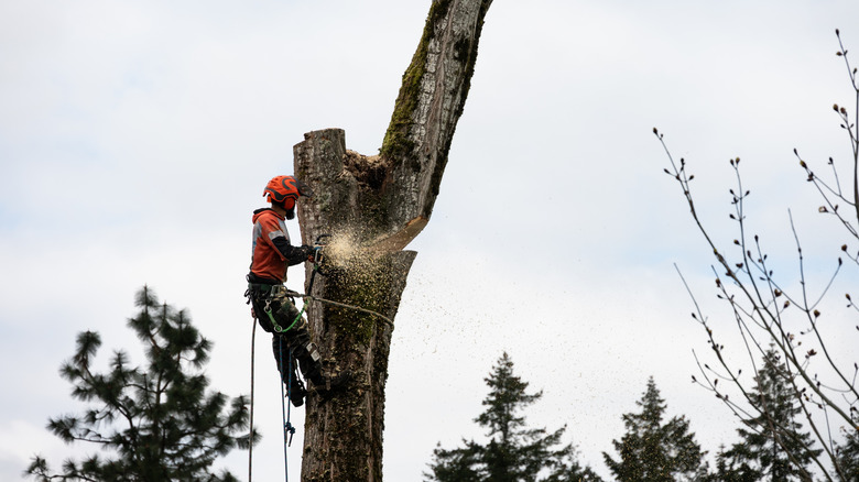 Arborist working high up while tied with a rope to a tall tree