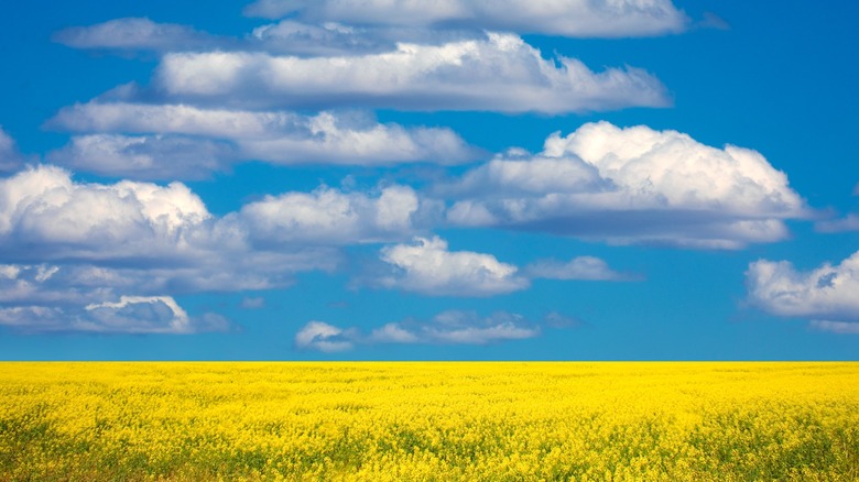 A beautiful weather day with blue skies and a few clouds over a golden field.