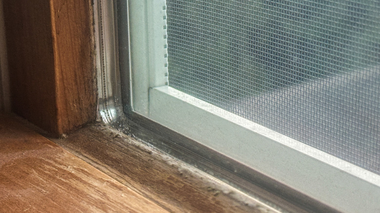 Corner of a dirty windowsill and screen