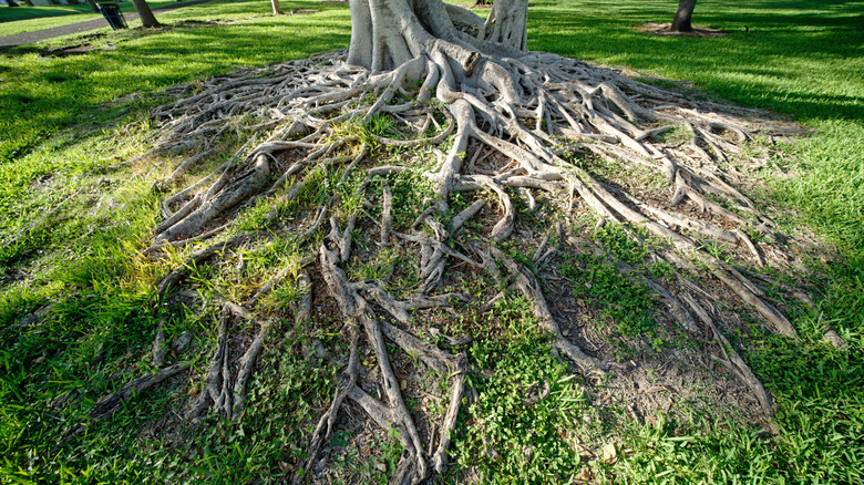 A tree's roots spread across the grass