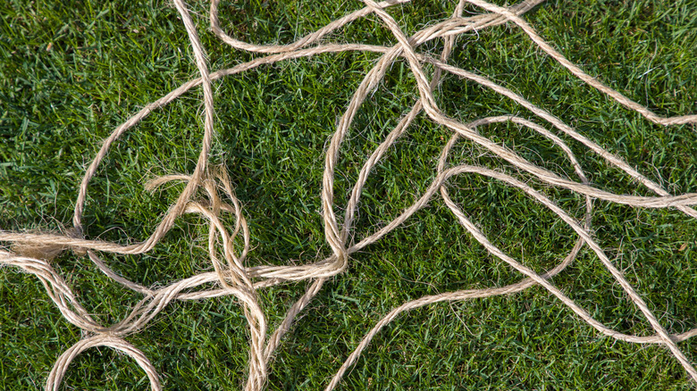 Rope lying on the grass