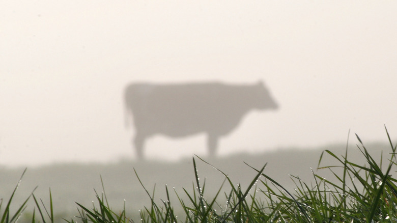 The silhouette of a cow within fog.