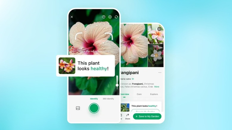 PictureThis app the can identify plants using your phone's camera