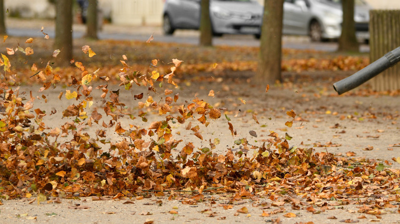 leaf blower blowing leaves coming into frame