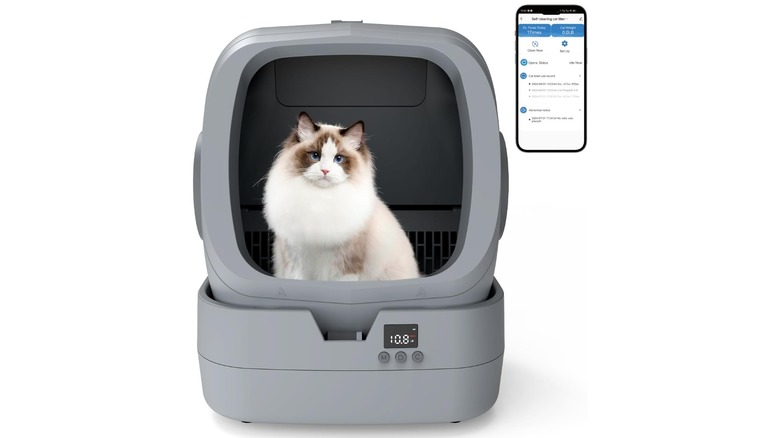cat in the Upfas litter box
