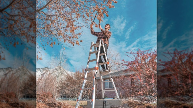 A man cutting branches of a tree by climbing on a ladder