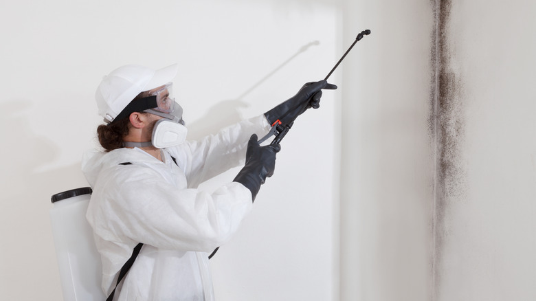 Professional cleaning mold in building
