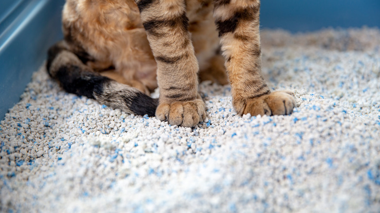 Cat paws in a box of kitty litter