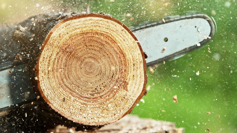 chainsaw cutting through a log