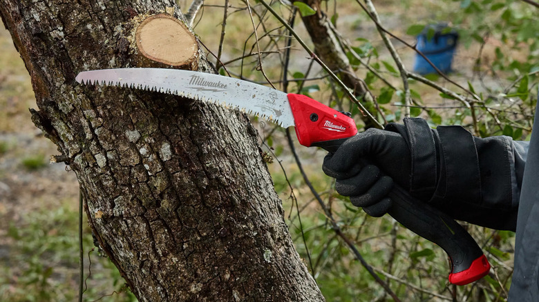 person using a Milwaukee 10-inch folding pruning saw to prune a tree branch