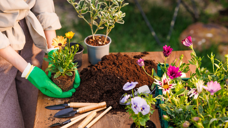 A closeup of woman hands as she stands at a gardening table with flowers, gardening tools, and potting soil
