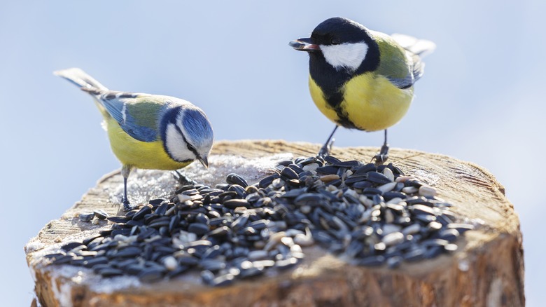 Two birds eating seeds