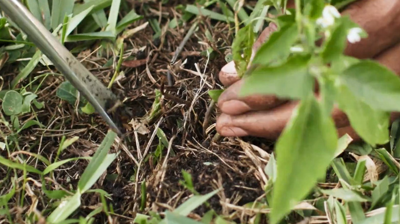 A gardener removing unwanted plants using a Husky Hand Weeder