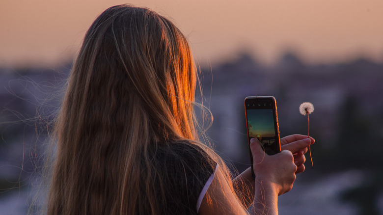 photographing dandelion smartphone