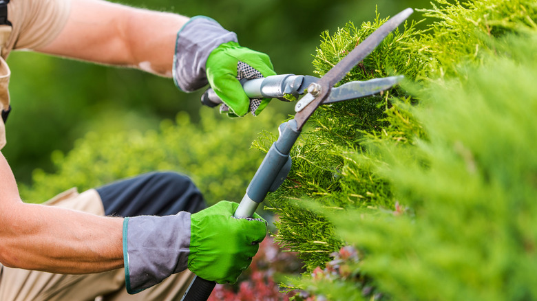 Person using hedge clippers