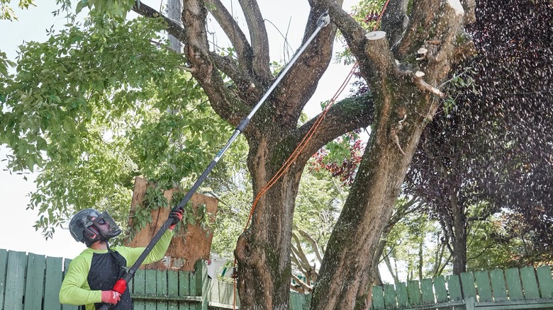 A person cutting a branch with a Milwaukee pole saw.