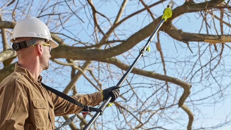 A person using the Ryobi 40V HP Brushless 10" Pole Saw.
