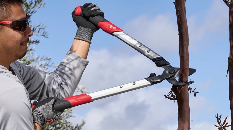 A person using Milwaukee loppers on a branch.