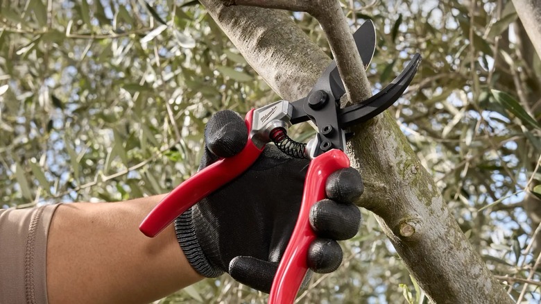 A person cutting branches with Milwaukee pruners.