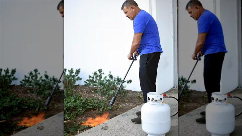 Flame King Heavy-Duty Weed Burner in use