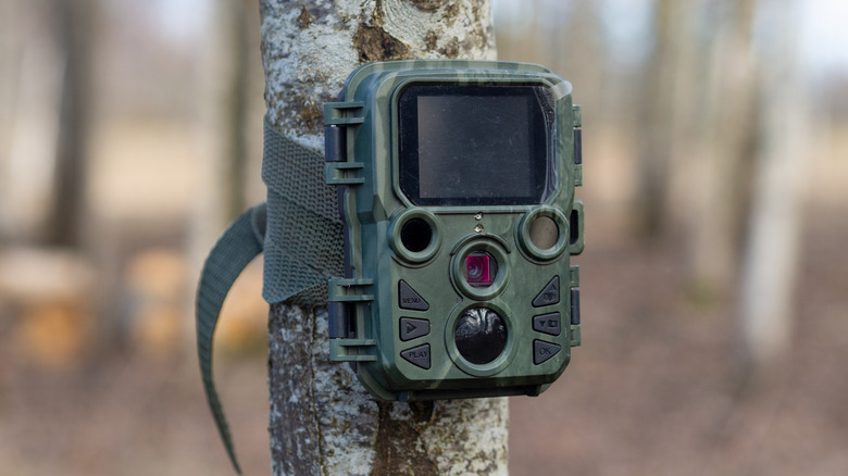Green camo trail camera wrapped around tree in the woods