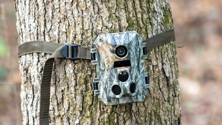 Trail camera attached to a tree by a strap, in camo coloring