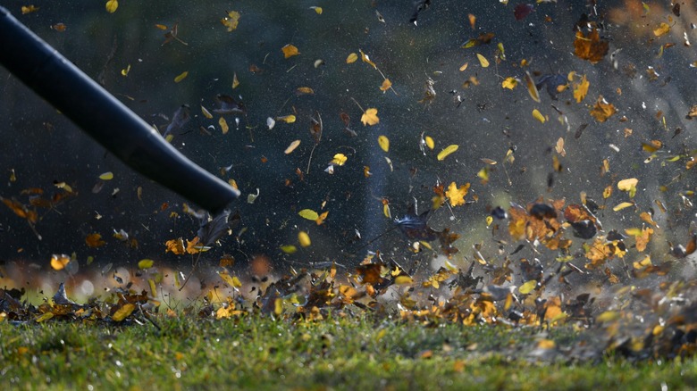 Leaf blower clearing leaves